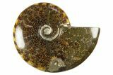 Polished Cretaceous Ammonite (Cleoniceras) Fossil - Madagascar #303954-1